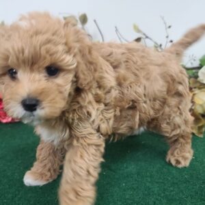 Abigail – Maltipoo femmina