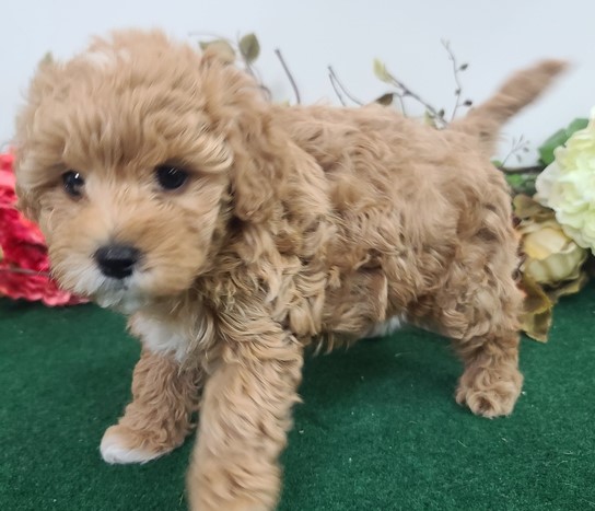 Abigail – Maltipoo femmina