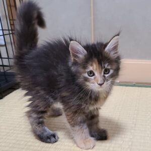 Lato – Maine Coon maschio