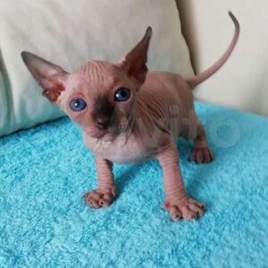 Owen – Sphynx maschio