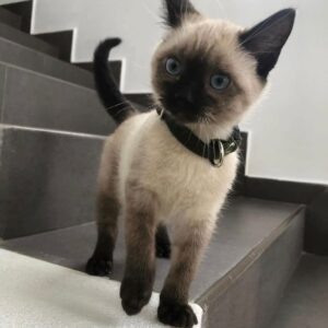 smith – siamese maschio