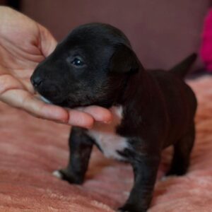 Mamba – Miniature Bull Terrier maschio