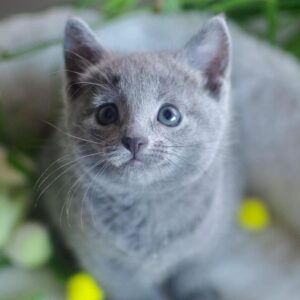 stella – blu di russia femmina
