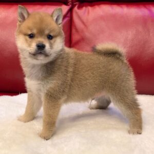 Boron – Shiba Inu maschio