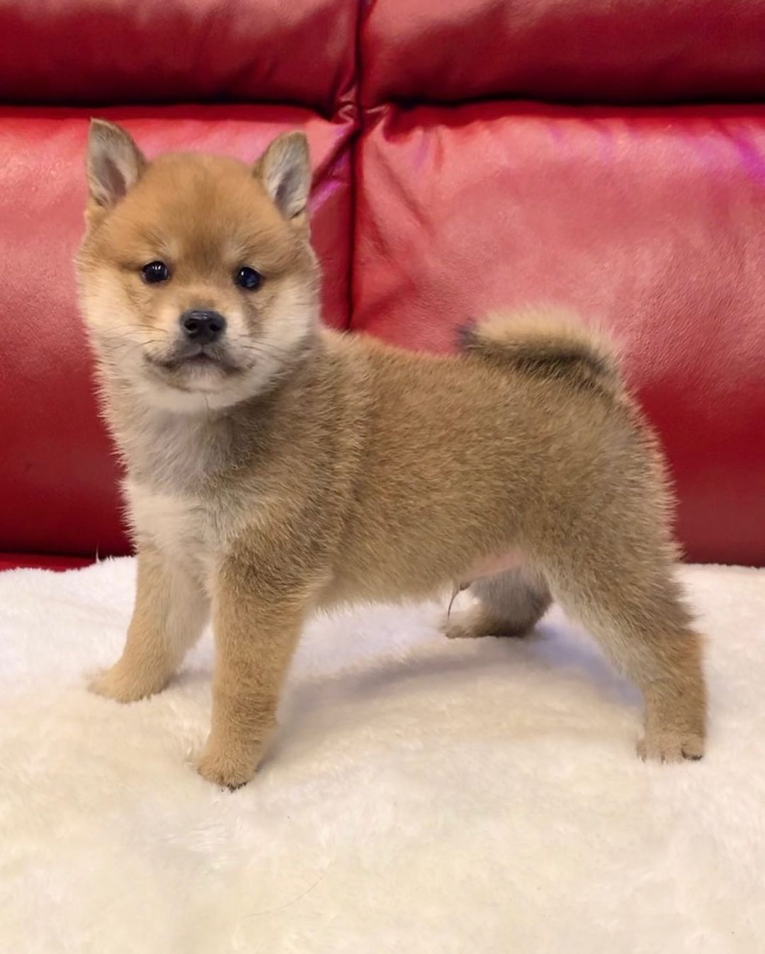 Boron – Shiba Inu maschio