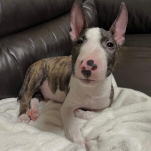 Oscar – Miniature Bull Terrier maschio