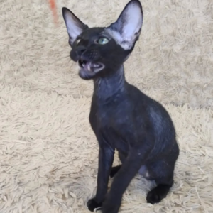 harley – gato peterbald macho
