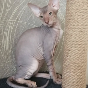 Michelle – Gato Peterbald hembra