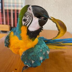 lalo – blau gold ara männlich, 1 jahr