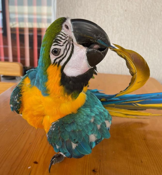 lalo – blau gold ara männlich, 1 jahr lalo – blau gold ara männlich, 1 jahr