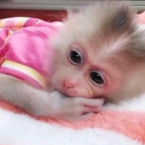 marly – male macaque monkey