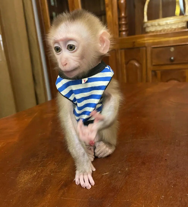 Lucky – Male Macaque monkey - Image 2