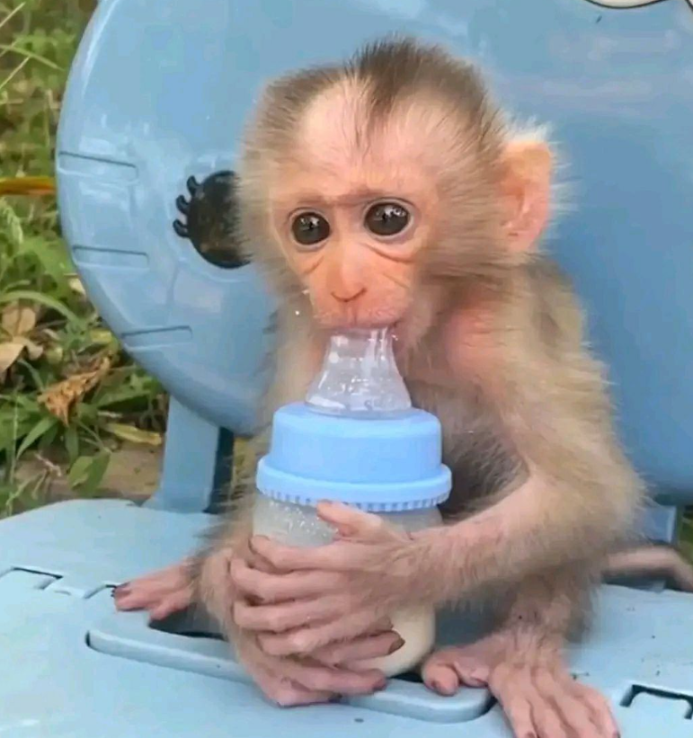 Lucky – Male Macaque monkey
