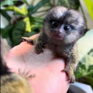 natan – male finger monkey