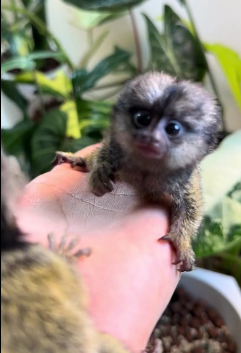 natan – male finger monkey natan – male finger monkey
