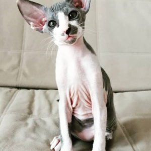 Maya – Gato Peterbald hembra
