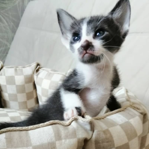 Ellie – Gato Peterbald hembra