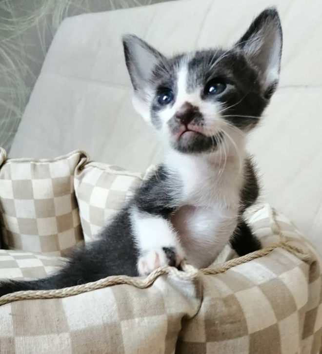 Ellie – Gato Peterbald hembra