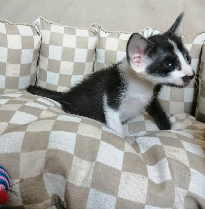 Ellie – Gato Peterbald hembra - Imagen 2