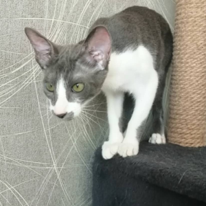 Elisa – Gato Peterbald hembra