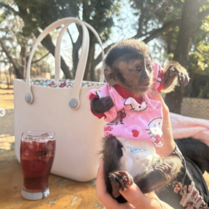kayla – female capuchin monkey