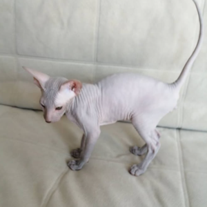 Liam – Gato Peterbald macho