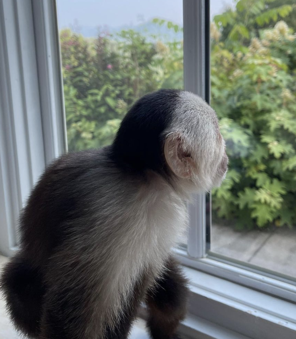 Sam – Male Capuchin monkey - Image 3