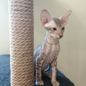 Elvis – Gato Peterbald macho