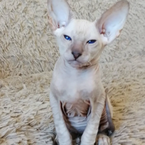 Iron – Gato Peterbald macho