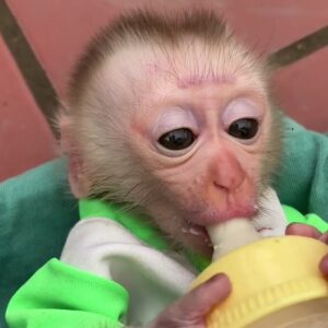 kayla – female macaque monkey