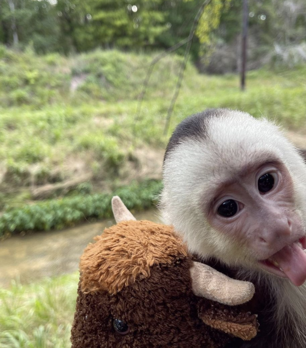 Sam – Male Capuchin monkey - Image 4
