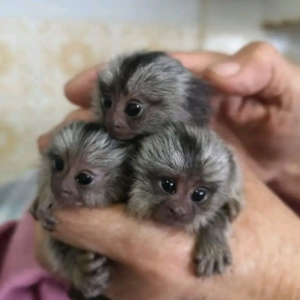 sabrina – female finger monkey
