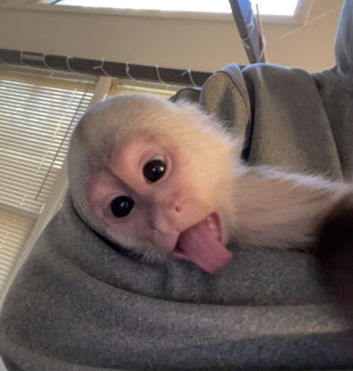 sam – male capuchin monkey sam – male capuchin monkey