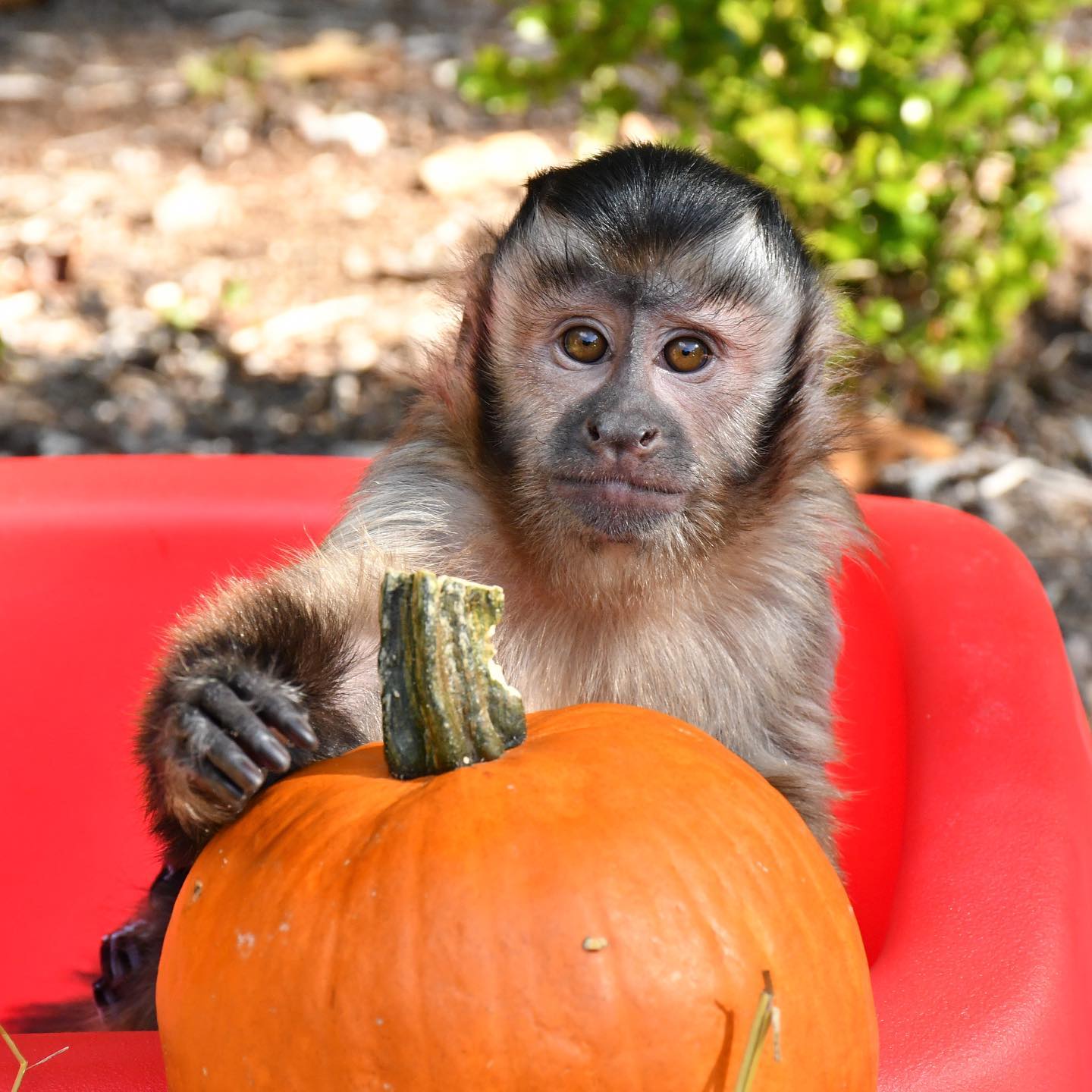 Bella – Female Capuchin monkey