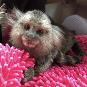 marshall – male finger monkey