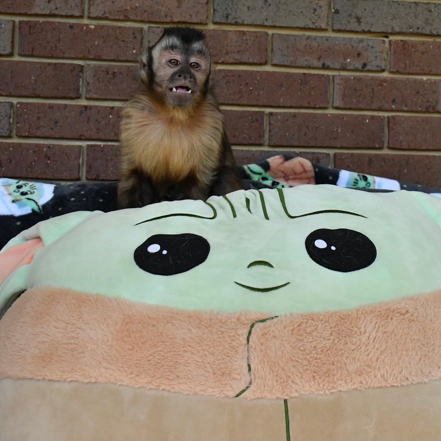 Bella – Female Capuchin monkey - Image 3