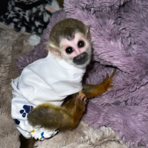 ryan – male squirrel monkey