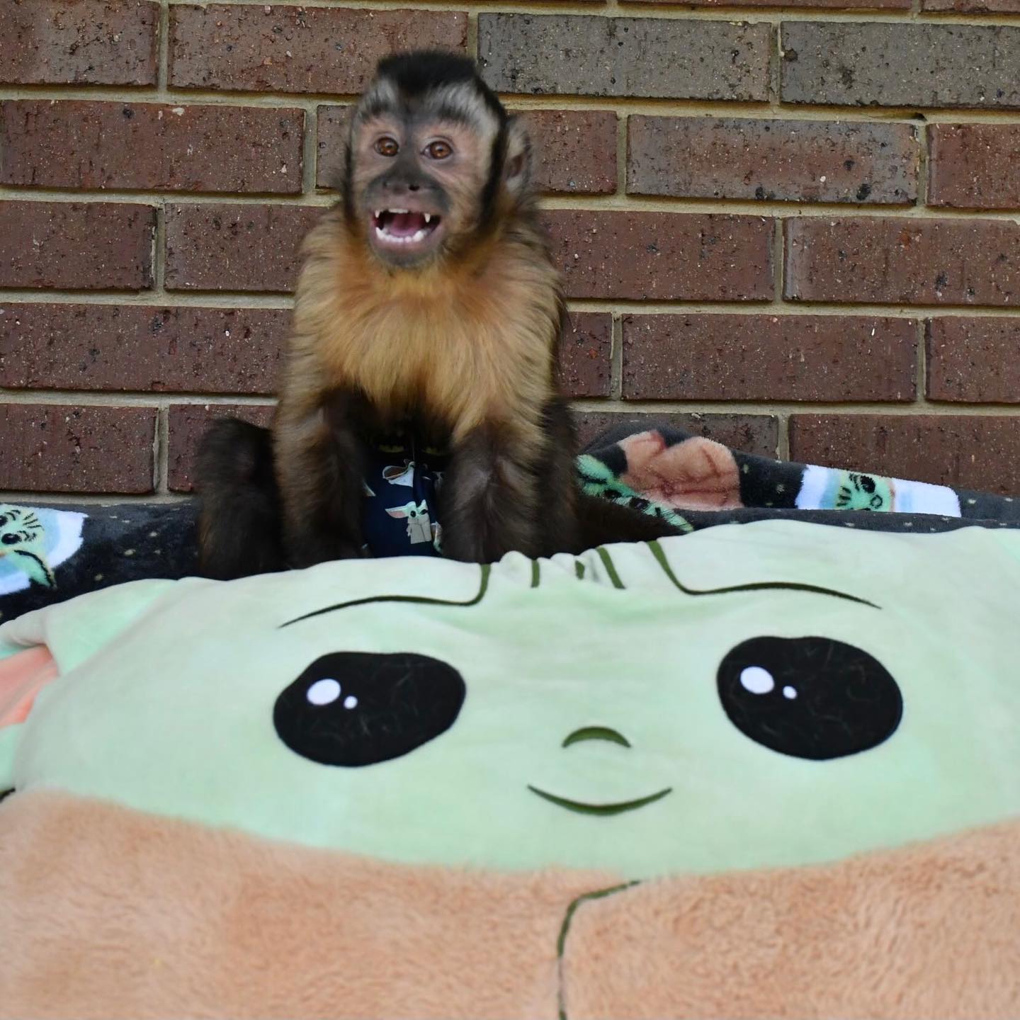 Bella – Female Capuchin monkey - Image 2