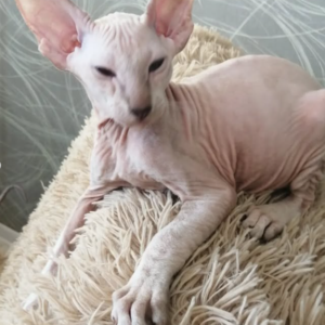 Iskander – Gato Peterbald macho