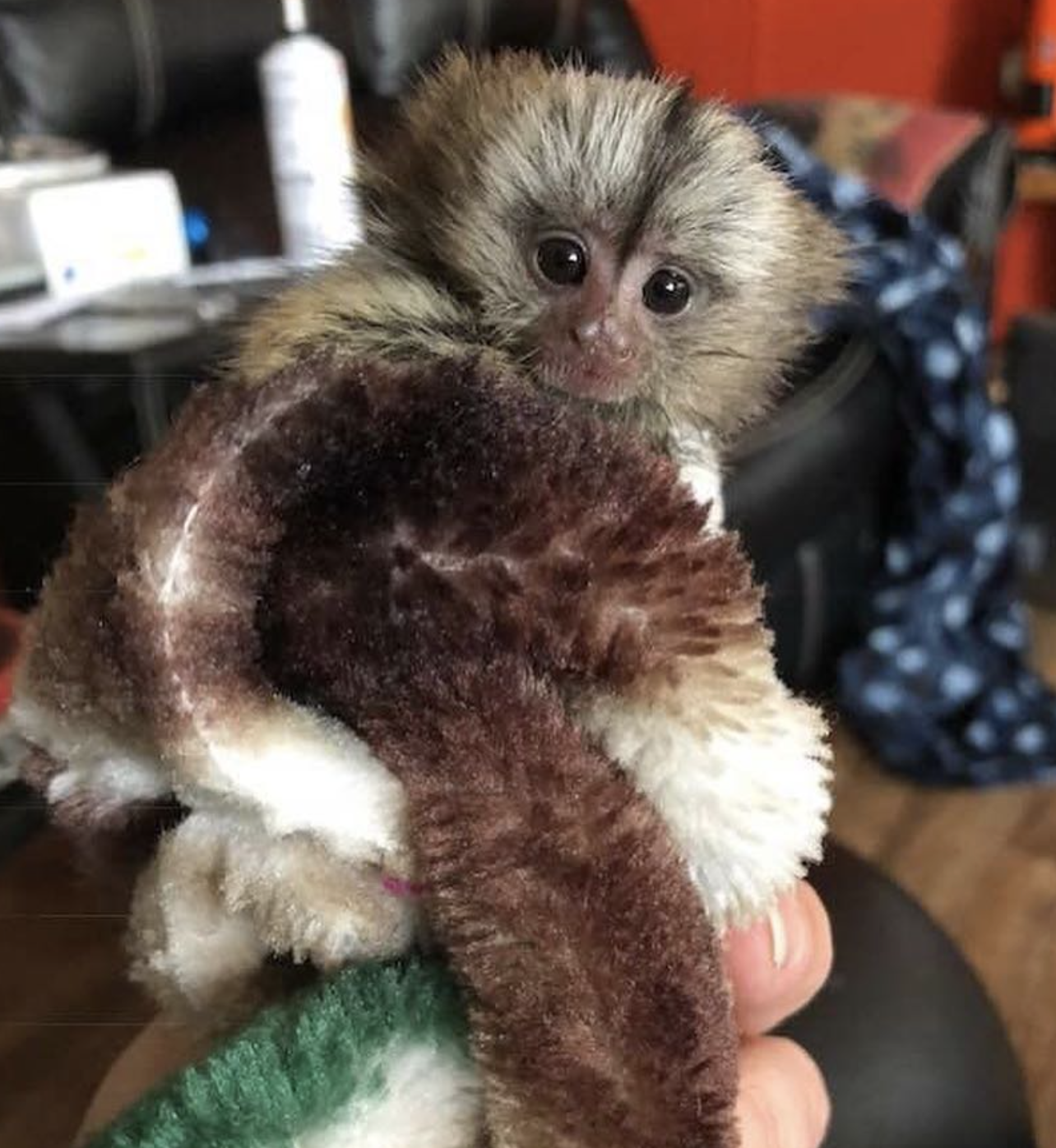 kim – male finger monkey kim – male finger monkey