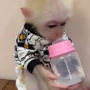Henry – Male Macaque monkey