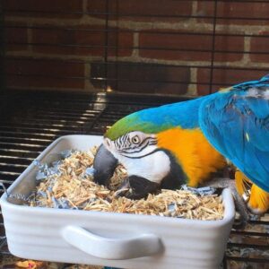 lalo – blau gold ara männlich, 1 jahr