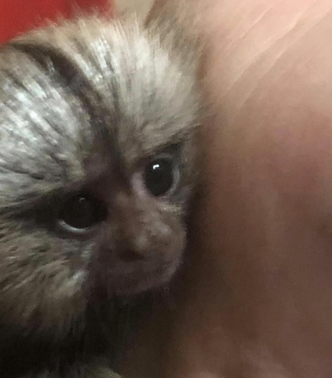 kim – male finger monkey kim – male finger monkey