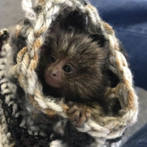 kaila – female finger monkey