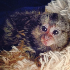 cairo – female finger monkey