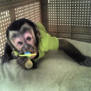 bruce – male capuchin monkey
