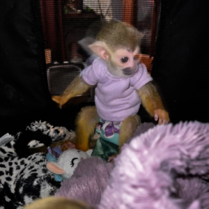 Jenny – Female Squirrel monkey