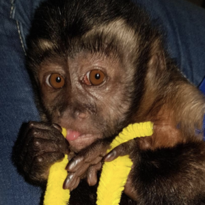 ryan – male capuchin monkey