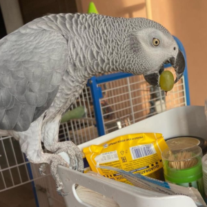 bella – afrika graupapagei weiblich, 6 monate