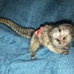 paul – male finger monkey